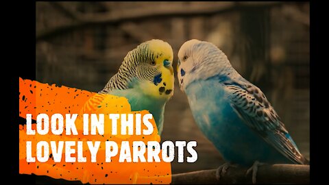 Parrots Mush love waaaw