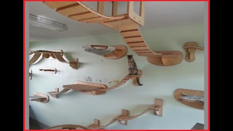 THEY TURNED THEIR HOUSE INTO A CAT'S AMUSEMENT PARK! MUST WATCH