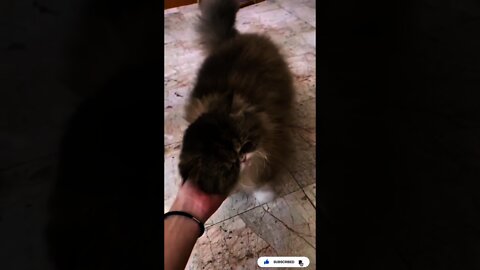 Funniest Cat Videos That Will Make You Laugh Funny Cats And Kittens #02