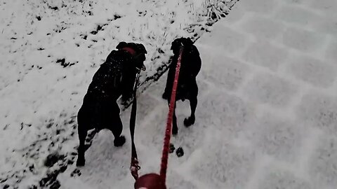 Patterdale Terriers Puppy BSL Chimaera's first time snow. 1st winter Fell puppies pups aged 8 weeks