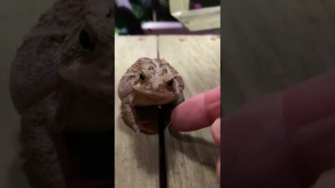 Fowlers toad, he’s serious. #shorts, #toad, #fowlerstoad