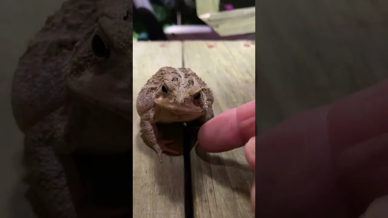 Fowlers toad, he’s serious. #shorts, #toad, #fowlerstoad