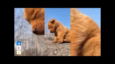 Funny and Cute Animals 🐱🐶video Compilation