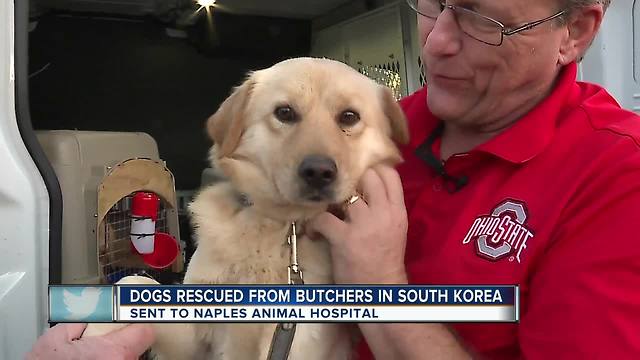 Dogs rescued from butchers in South Korea