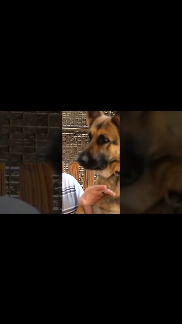 Dog Edits 😂 #gsd #germanshepherd #dog