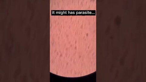 Amazing large zoom in Microscope 🔬 of Some Living things & Objects