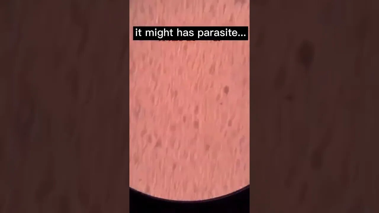 Amazing large zoom in Microscope 🔬 of Some Living things & Objects