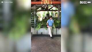 Un labrador rencontre un vélociraptor