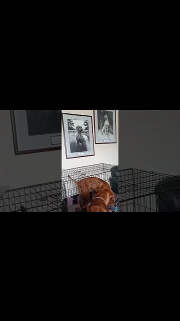 Big Ridgeback Dog Ruled By Little Ridgeback Girl