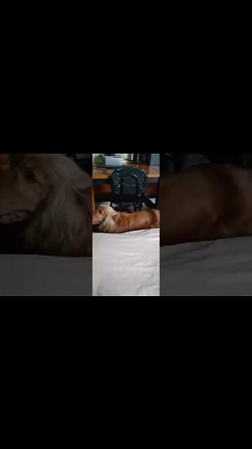 #dogshow , #animals , #dogs , #shorts