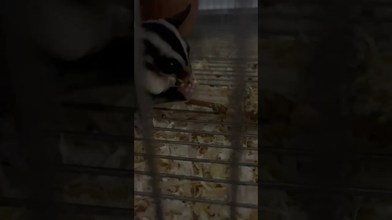 Batz eat some mix fruit in stick | Sugar Glider #sugarglider #pets #shorts #short