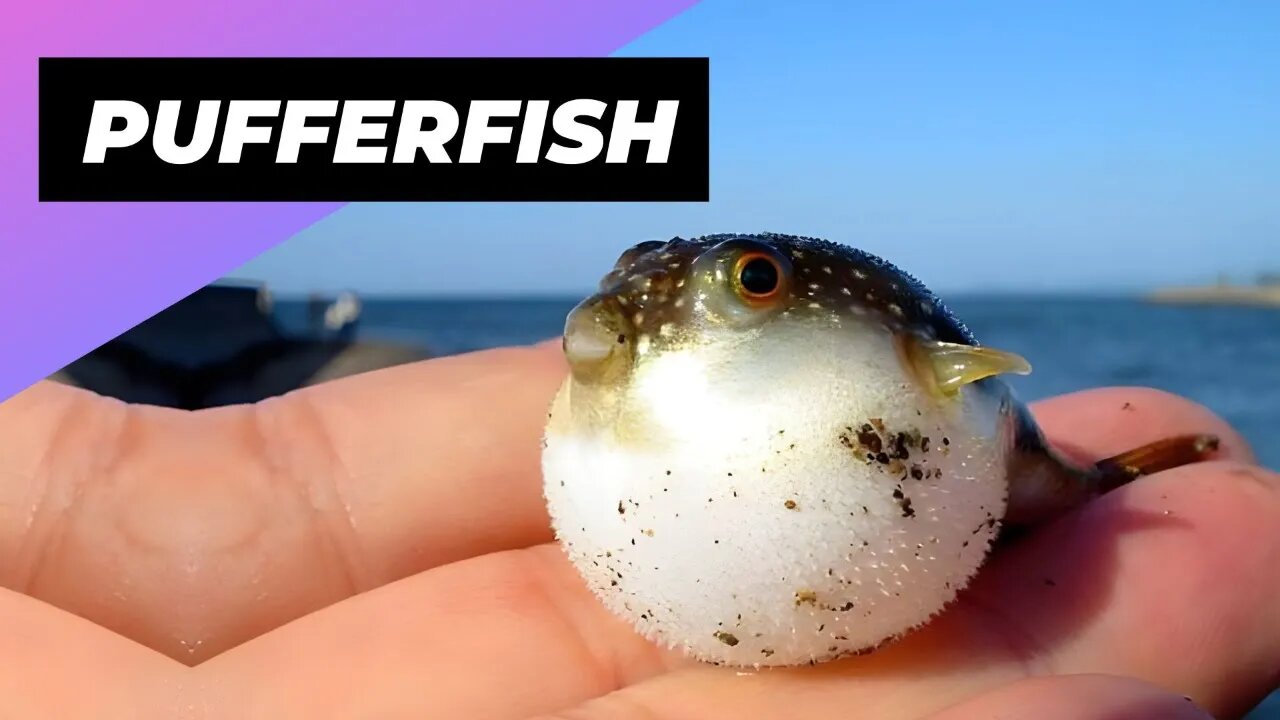 Pufferfish 🐡 One Of The Most Beautiful Sea Creatures In The World #shorts