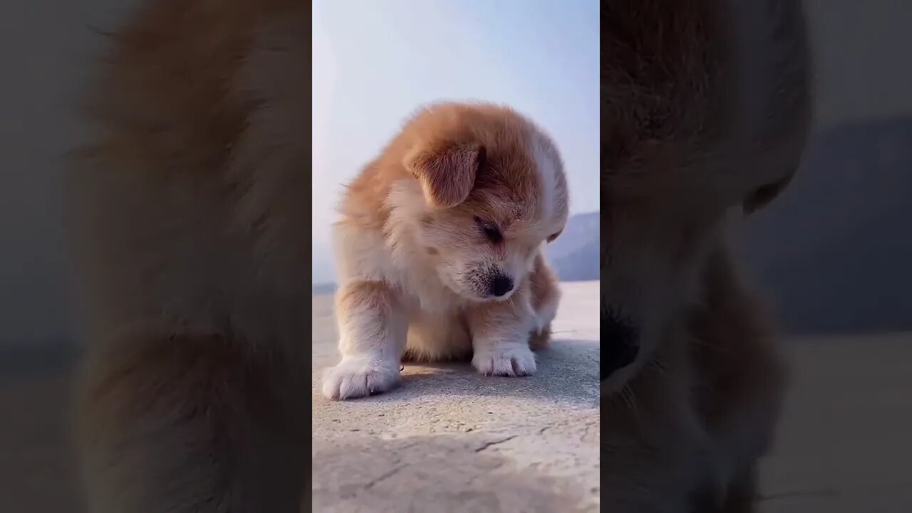 This will make your day #shorts #cute #tiktok #viral #dog