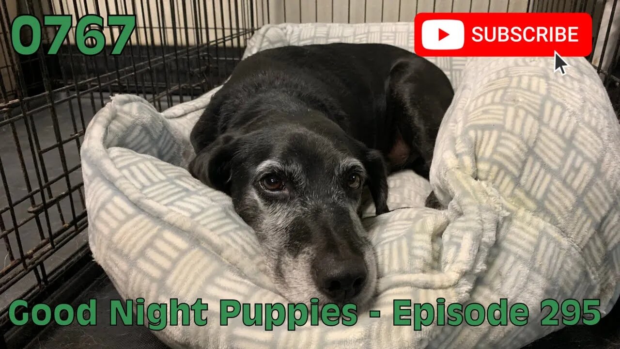 [0767] GOOD NIGHT PUPPIES - EPISODE 295 [#dogs #doggos #doggies #puppies #dogdaycare]