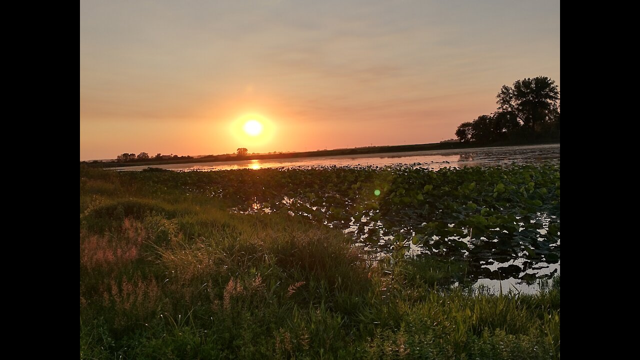 Lilypads,over lake at Lewis & Clark