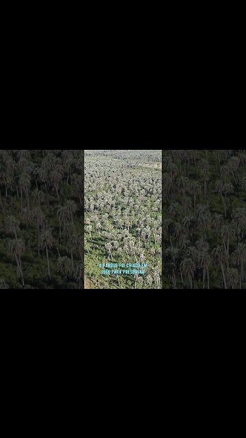 Parque Nacional El Palmar