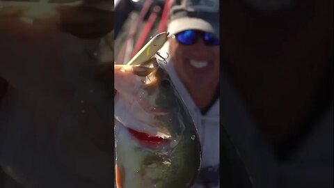 BEST Top Water Bite EVER!