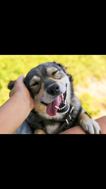 Rumble / Funny & Cute Animals _my dog taking car shower