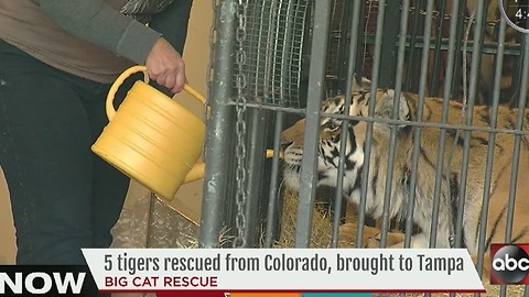 5 tigers rescued from Colorado, brought to Tampa