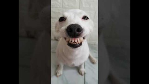 Funny Dog Can Smile | He Has Better Teeth Than Me