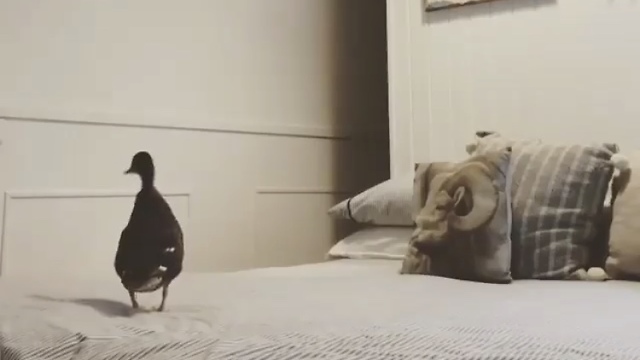 Guy Tries The "What The Fluff" Challenge On His Pet Duck