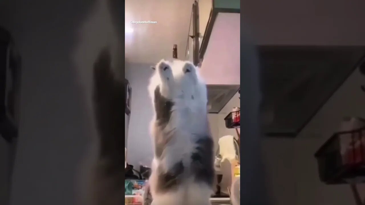 Funny Cat Meme 😂 pt.28 #shorts