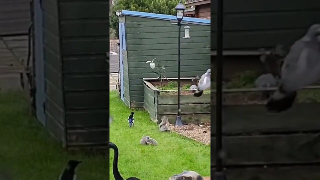 The squirrel that knocked the bird feeder on the ground is in line for a medal from the animals 😂🏅