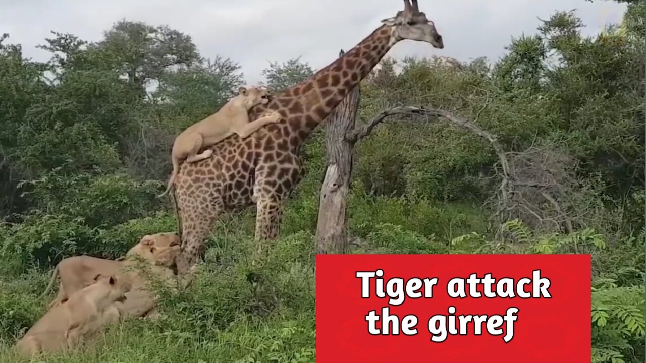 The giraffe survived the tiger attack.