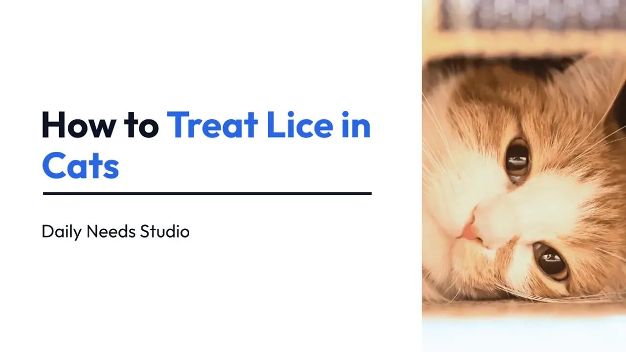 4 Ways to Treat Lice in Cats | How to Treat Lice in Cats | Daily Needs Studio