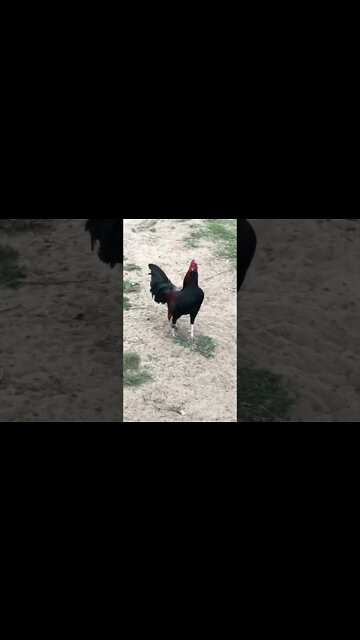 Jet Jap @ LivingWaterFarms247