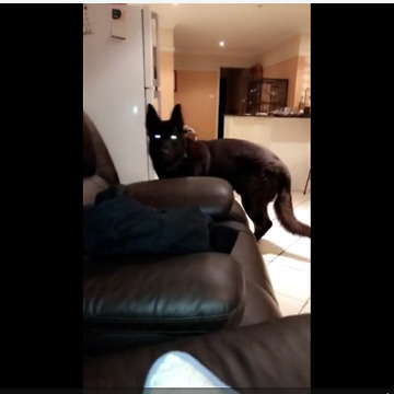 Owner Scares Pooch But Dog Gets Sweet Revenge