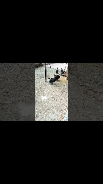 Silkies enjoying the morning