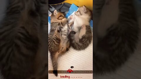 CAT VIDEO