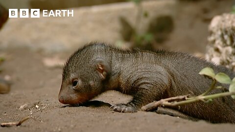 Mongoose Synchronised Birthing Strategy | Animal Super Parents | BBC Earth