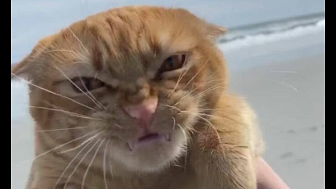 Cheeky cat