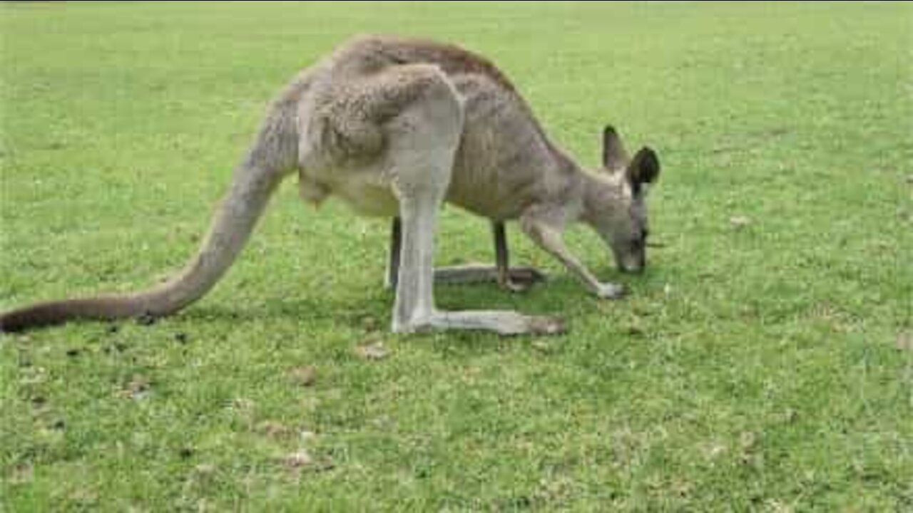 Cangurus invadem partida de futebol na Austrália