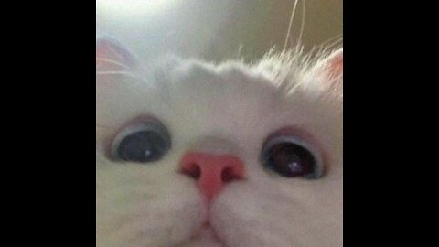 Funny and Cute Cat's Life