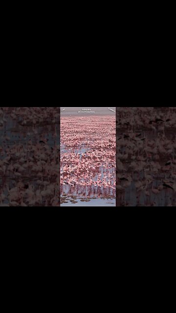 A group of flamingos