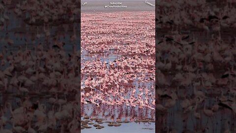 A group of flamingos