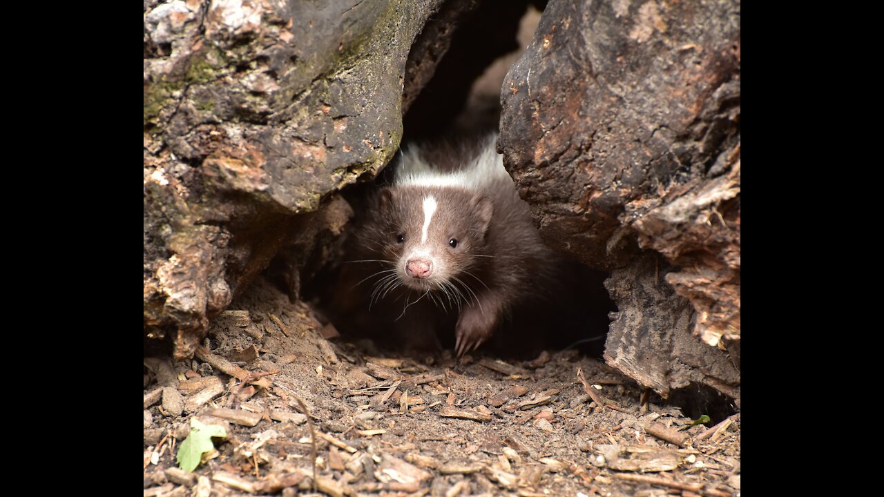 The Best Cutest Baby Skunks Trying To Squirt - Watch Now HD