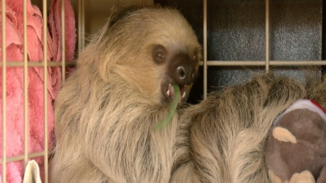 BABY SLOTH! Fun facts about Phoenix Zoo's Fernando - ABC15 DIGITAL