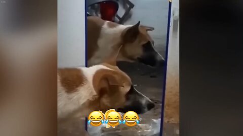 Funny Dogs and Cats😂😂😂