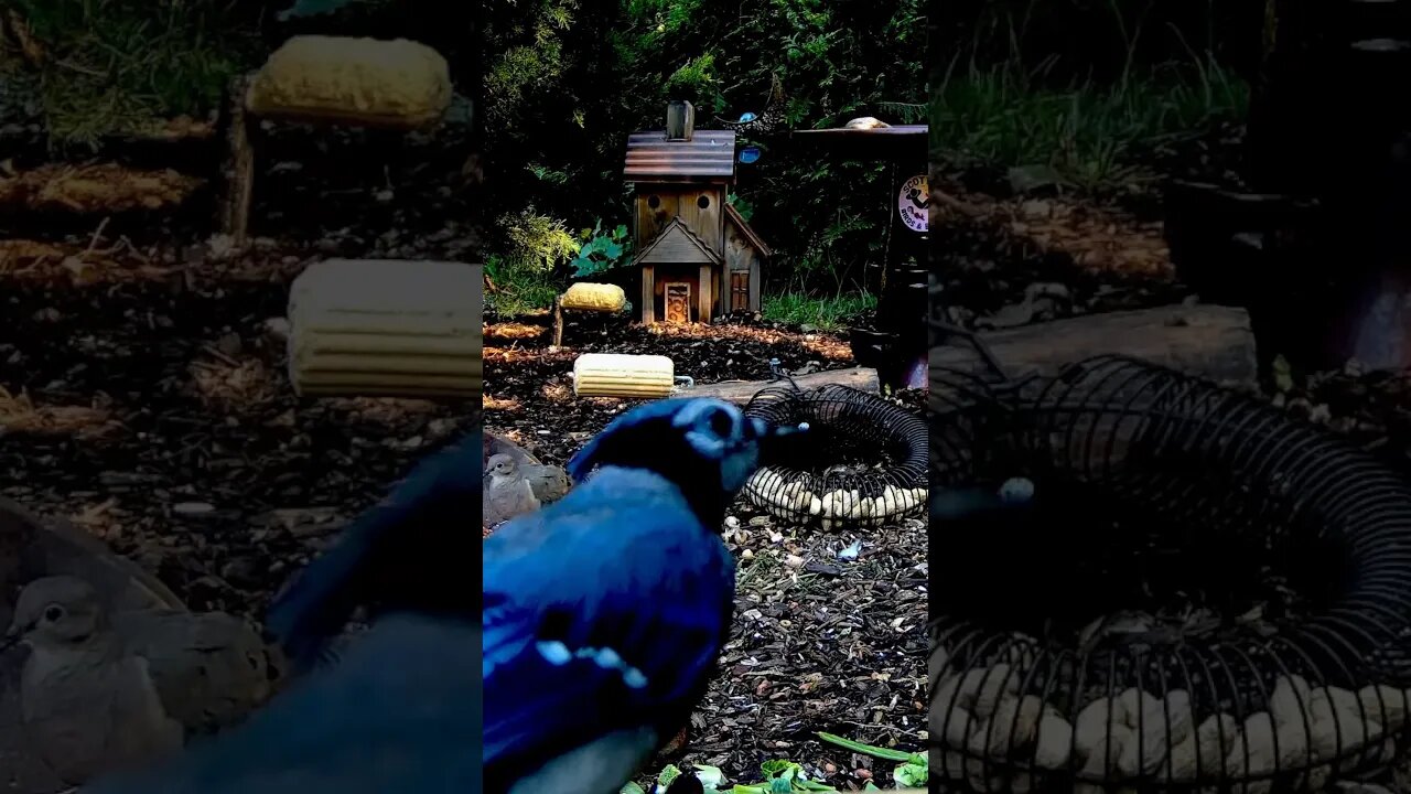 Who's Behind the Blue Jay? #birds #animals #shorts