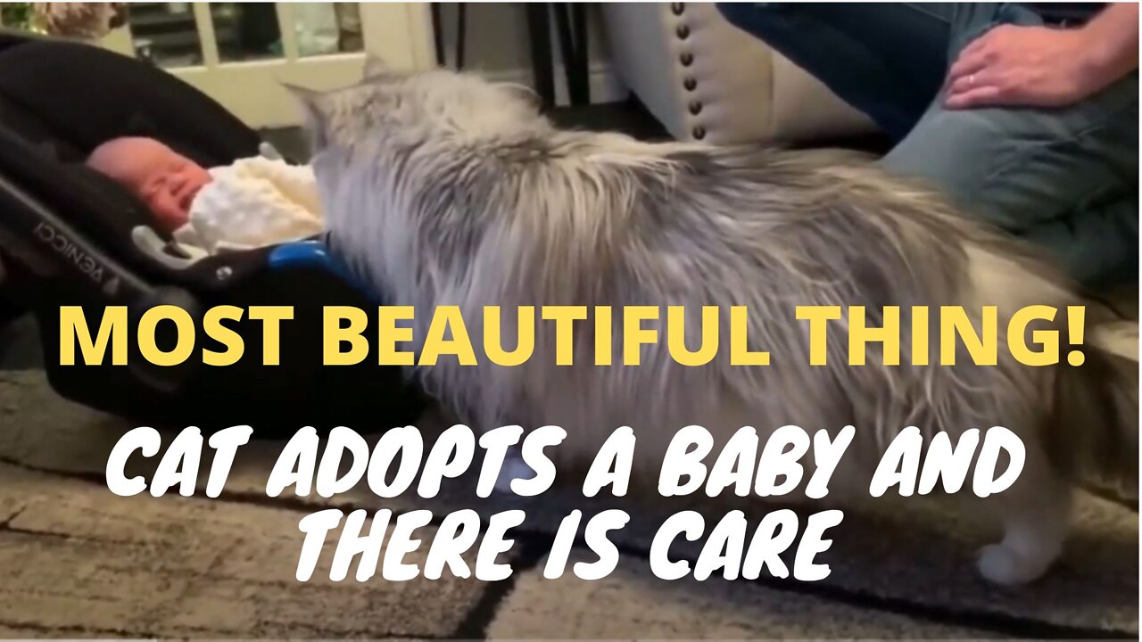 CAT ADOPTS A BABY AND THERE IS CARE