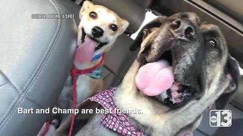 Mastiff and Chihuahua best friends are up for adoption together