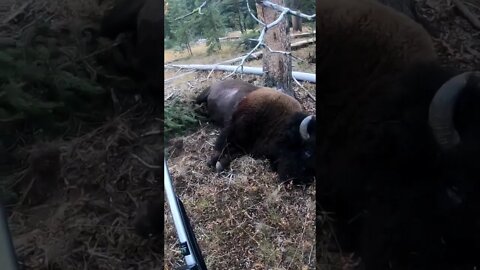 Huge Massive Booner Bull Bison!