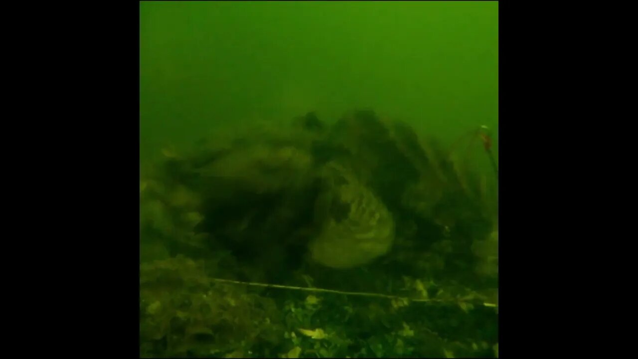 theres still fish in this deep water