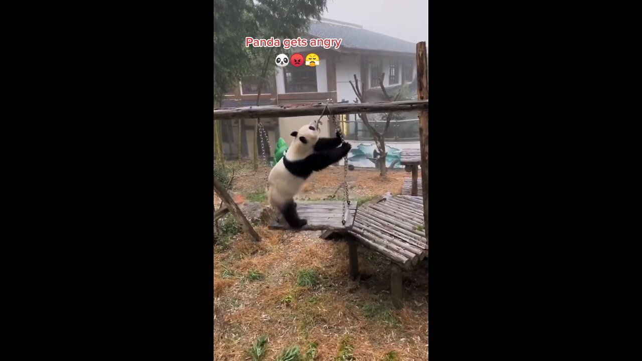 Panda Gets Angry At The Zoo And Tries To Destroy Everything