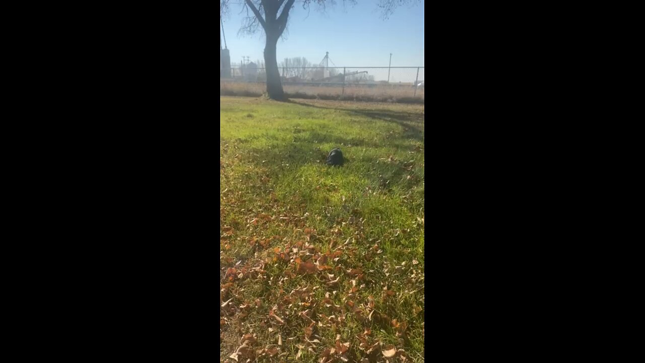 Adorable French Bulldog puppy plays in leaves