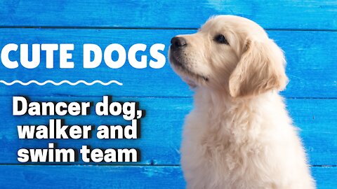 Cute Dogs